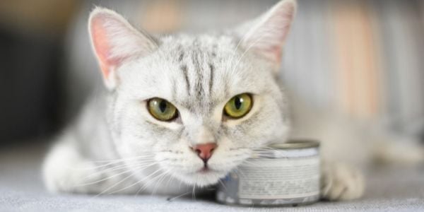 your-cat-won-t-eat-tips-and-reasons-why-preventive-vet